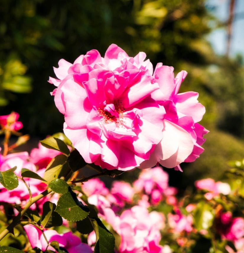 vegetation-roses